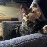 Foto del gato perdido en Edison Nj