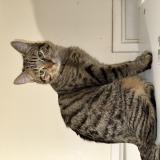 Foto del gato perdido en Bry Sur Marne