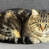 Foto del gato perdido en Angers