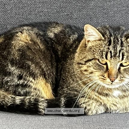 Foto 1/1 Raoul Chat perdido en Angers