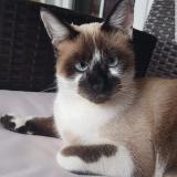 Foto del gato perdido en Cantenay Epinard