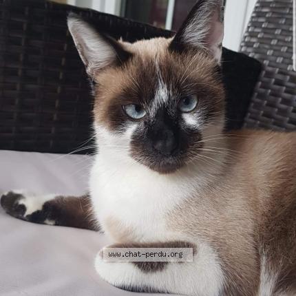 Foto 1/1 Salem Chat perdido en Cantenay epinard