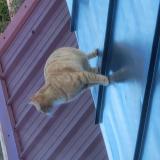 Foto de gato encontrado en Loos