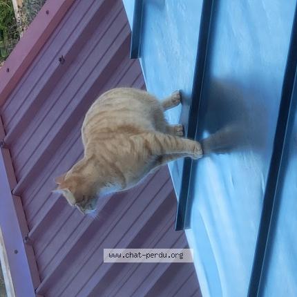 Foto 1/1 Gato encontrado Encontrado en Loos