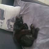 Foto del gato perdido en Tripleville