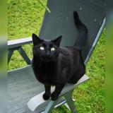 Foto del gato perdido en Issepts