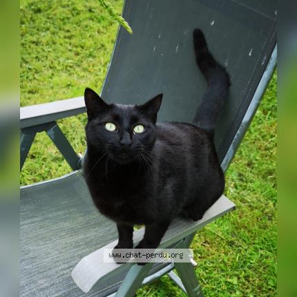 Foto 1/1 APOLLO Chat perdido en Issepts