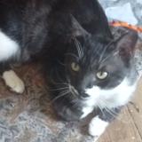 Foto del gato perdido en Gray La Ville