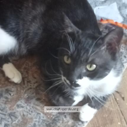 Foto 1/1 Merlin Chat perdido en Gray la ville