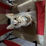 Foto del gato perdido en Pompano Beach