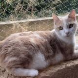 Foto del gato perdido en Carquefou