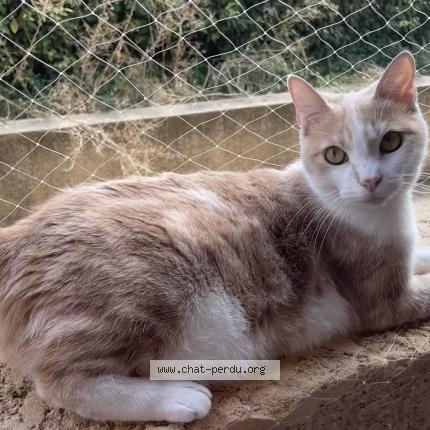 Foto 1/1 Loupia Chat perdido en Carquefou