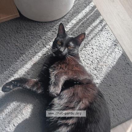 Foto 1/1 Saphir Chat perdido en Villiers charlemagne