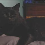 Foto del gato perdido en Trafford