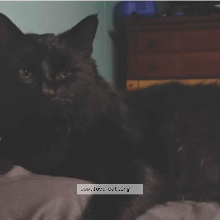 Foto 1/1 Rex Chat perdido en Trafford