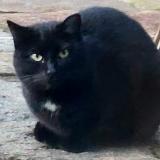 Foto de gato encontrado en Bonnevaux