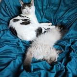 Foto del gato perdido en Estavayer Le Lac