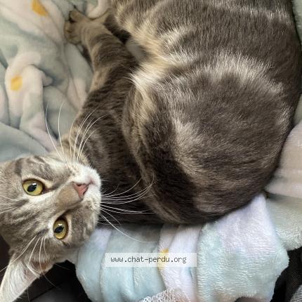 Foto 1/1 Abyss Chat perdido en Terrasson lavilledieu