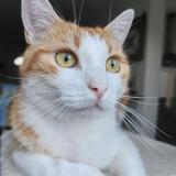 Foto del gato perdido en Saint Jean De Monts