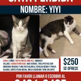 Foto del gato perdido en Panama Clayton Embassy Village