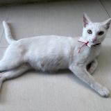 Foto del gato perdido en Cebu City Busay