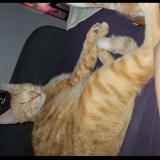 Foto del gato perdido en Valence