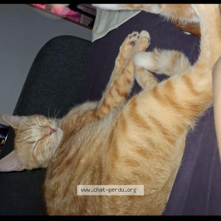 Foto 1/1 Tayo Chat perdido en Valence