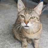 Foto del gato perdido en Toulouse