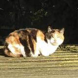 Foto de gato encontrado en Bouguenais