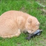 Foto del gato perdido en Landrethun Les Ardres