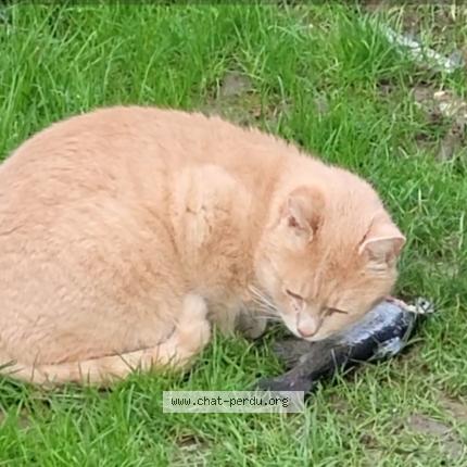 Foto 1/1 Caramel Chat perdido en Landrethun les ardres