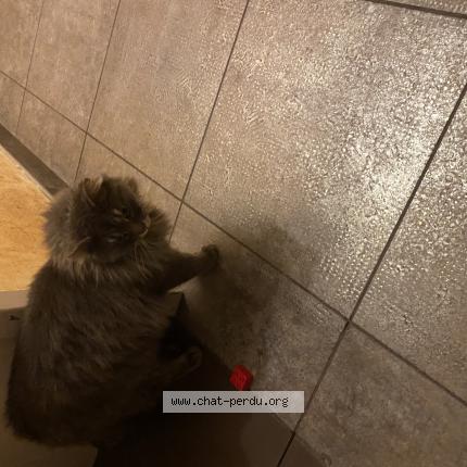 Foto 1/1 Gato encontrado Encontrado en L isle d abeau