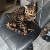 Foto del gato perdido en Cuchery