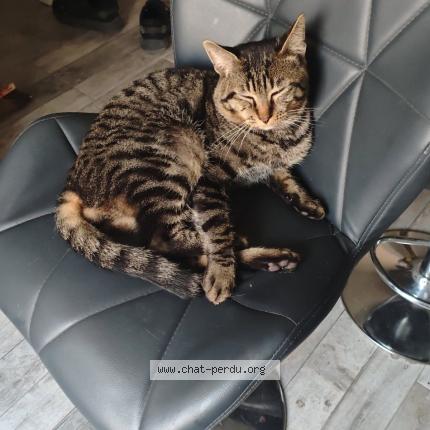 Foto 1/1 Ossé Chat perdido en Cuchery