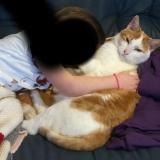 Foto del gato perdido en Vaux Le Penil