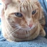 Foto del gato perdido en Esse