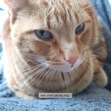 Foto 1/1 Tchikko Chat perdido en Esse