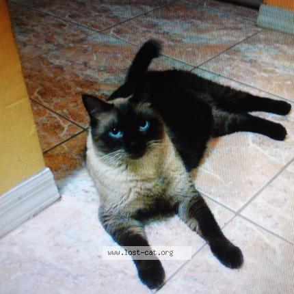 Foto 1/1 Amistoso Chat perdido en Orlando
