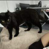 Foto del gato perdido en Livry Gargan