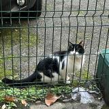 Foto de gato encontrado en Paris