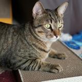 Foto del gato perdido en Guyancourt