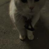 Foto de gato encontrado en Mont De Marsan