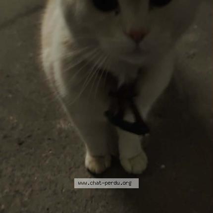 Foto 1/1 Gato encontrado Encontrado en Mont de marsan