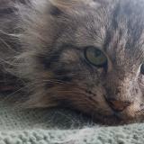 Foto de gato encontrado en Collinee