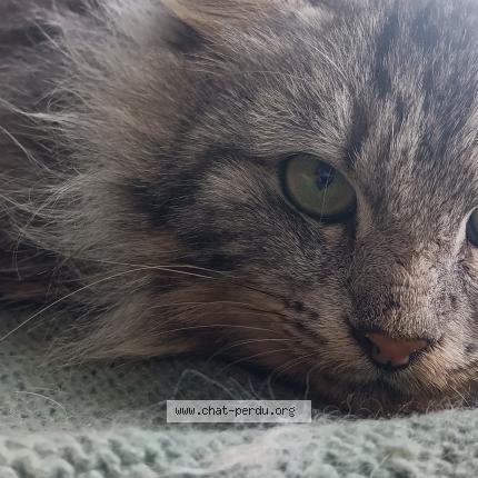 Foto 1/1 Gato encontrado Encontrado en Collinee