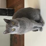 Foto del gato perdido en Biriatu