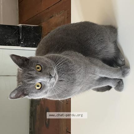 Foto 1/1 Txomin Chat perdido en Biriatu