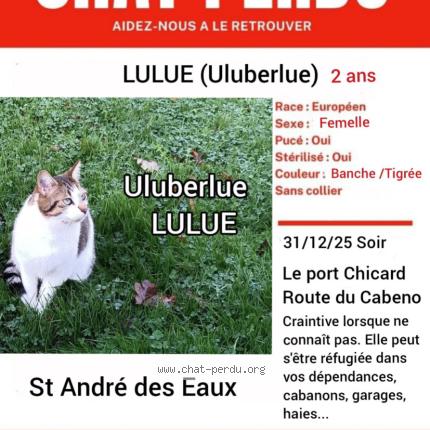 Foto 1/1 Lulue Uluberlue Chat perdido en St andre des eaux