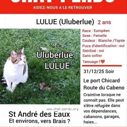 Foto 2/4 Lulue Uluberlue Chat perdido en St andre des eaux