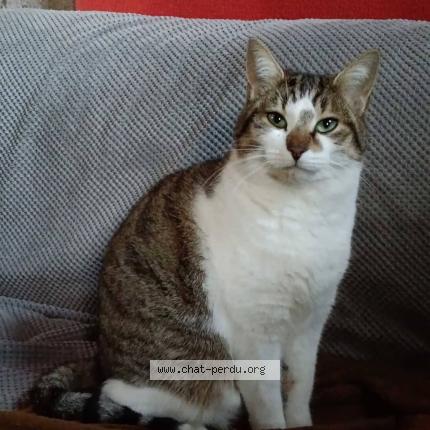 Foto 3/4 Lulue Uluberlue Chat perdido en St andre des eaux